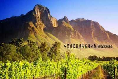 寧夏正宗酒莊聯(lián)系電話-酒莊零售價格-葡糖酒酒莊