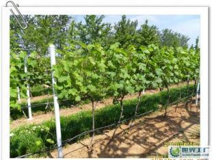 優(yōu)質(zhì)葡萄酒OEM加工-煙臺(tái)大型葡萄種植、釀造基地-浩源_食品、飲料_世界工廠(chǎng)網(wǎng)中國(guó)產(chǎn)品信息庫(kù)